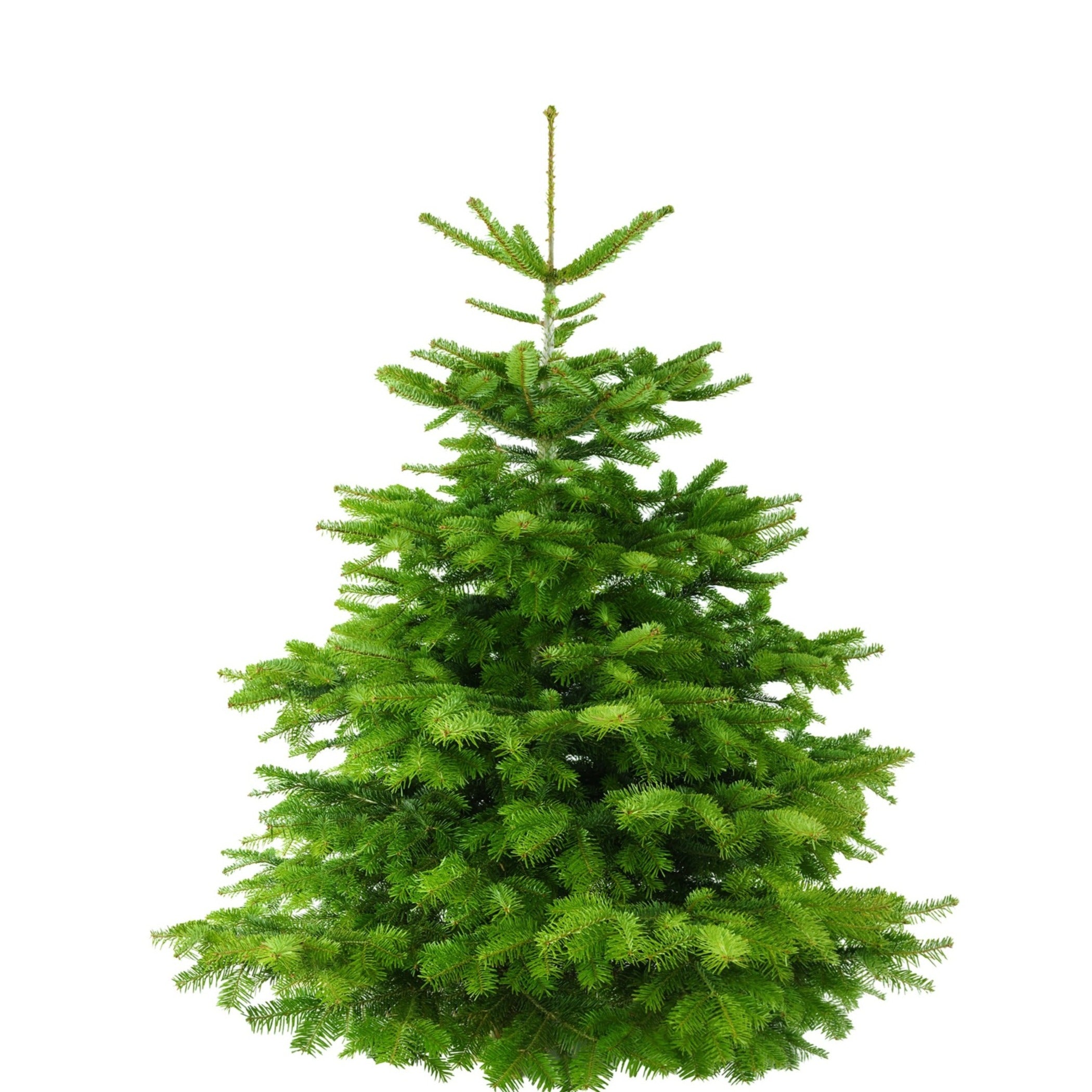 Premium Sapin de Noël/Chrëscht Beemchen 175 cm - 200 cm