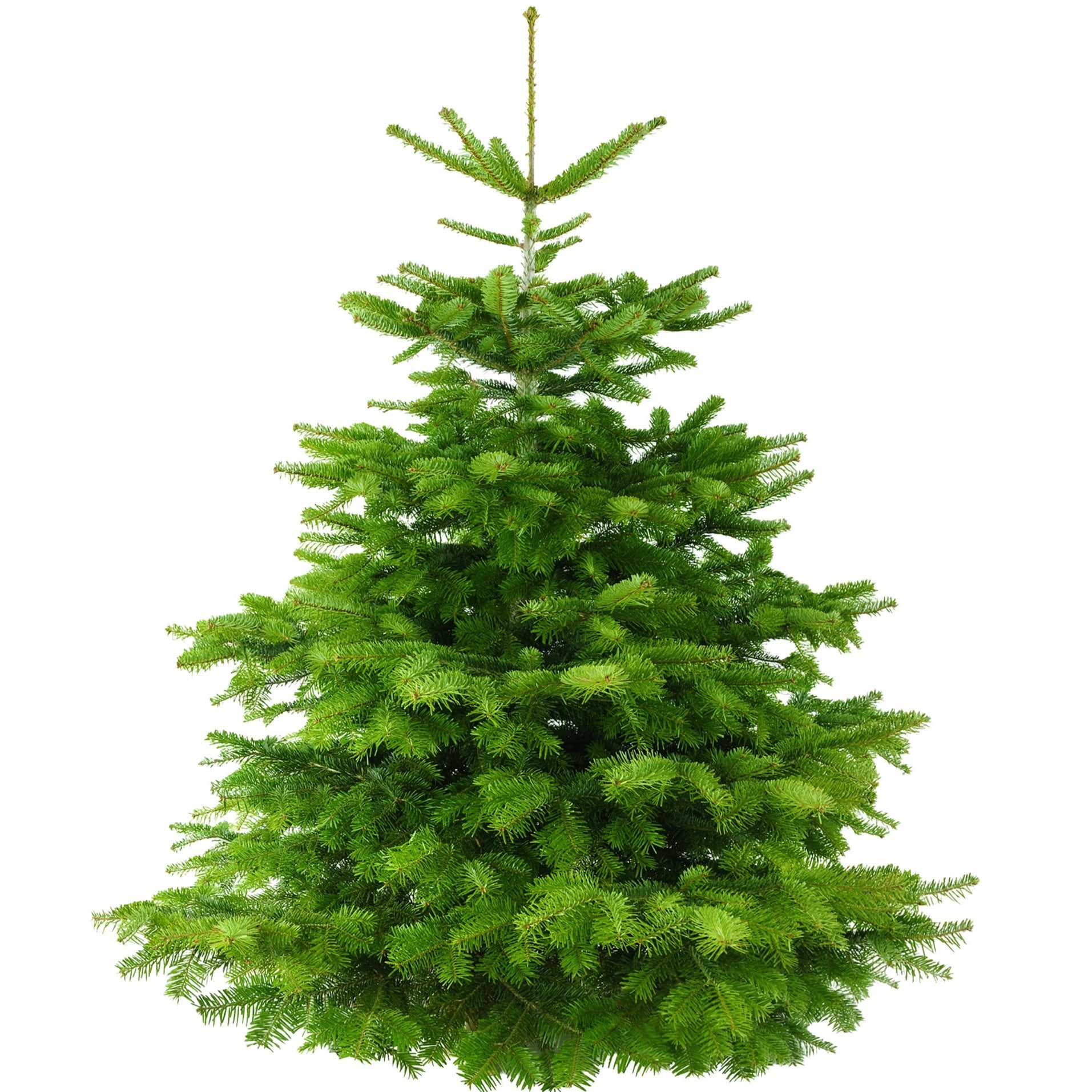 Premium Sapin de Noël/Chrëscht Beemchen 300-350cm