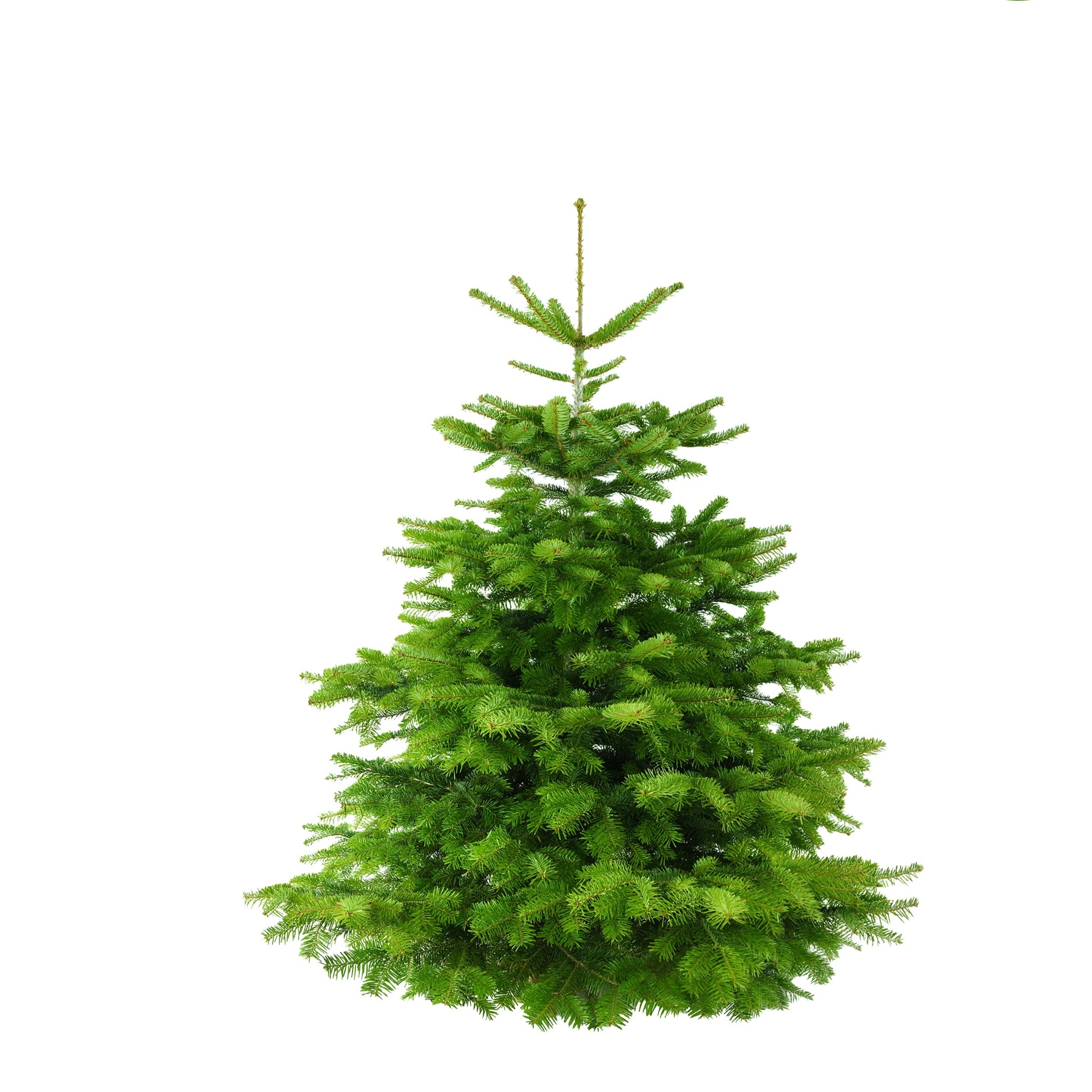 Premium Sapin de Noël/Chrëscht Beemchen  100cm-125 cm